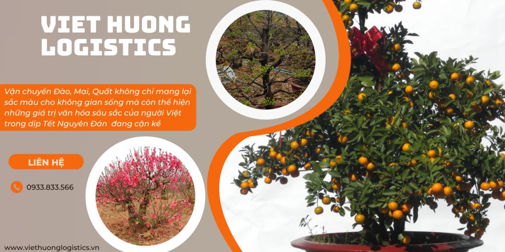 Chở Đào - Mai - Quất - Cây Cảnh Tết 2026 tại Viet Hương